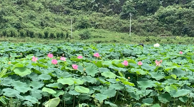 微信图片_20190806112510.png